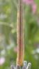 Dolerus sp.